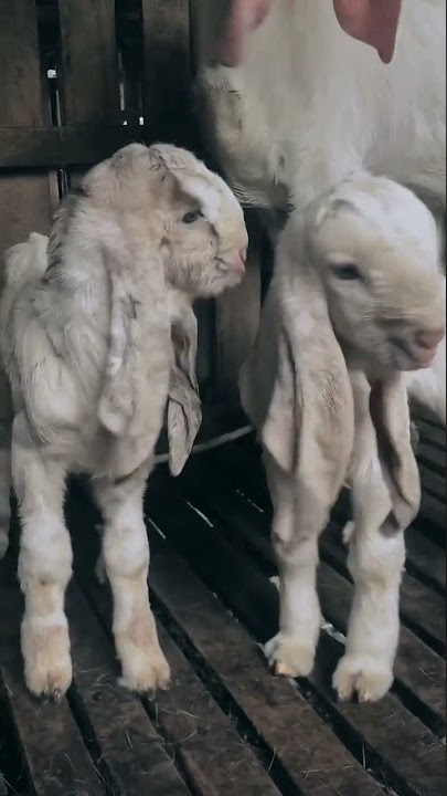 Anakan kambing etawa grade super #peternakmuda #viral #kambingetawa
