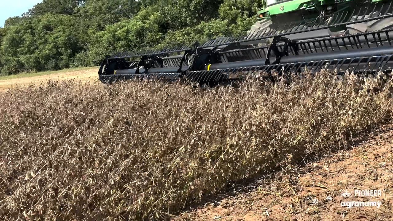 World Record Worthy Soybeans