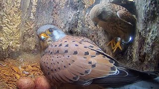 Kestrel Lays 2nd Egg &amp; Calls Out to Partner to Help Incubate | Apollo &amp; Athena | Robert E Fuller