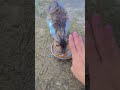 mak marah rumputnya dimakan sapi lain #shorts #funny #comedy #trending #lucu