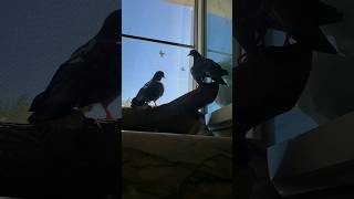 Утро и голуби #птицы #голуби #pigeon