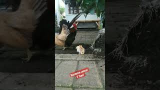 lucunya || anak ayam Serama umur 7 hari #serama #ayam