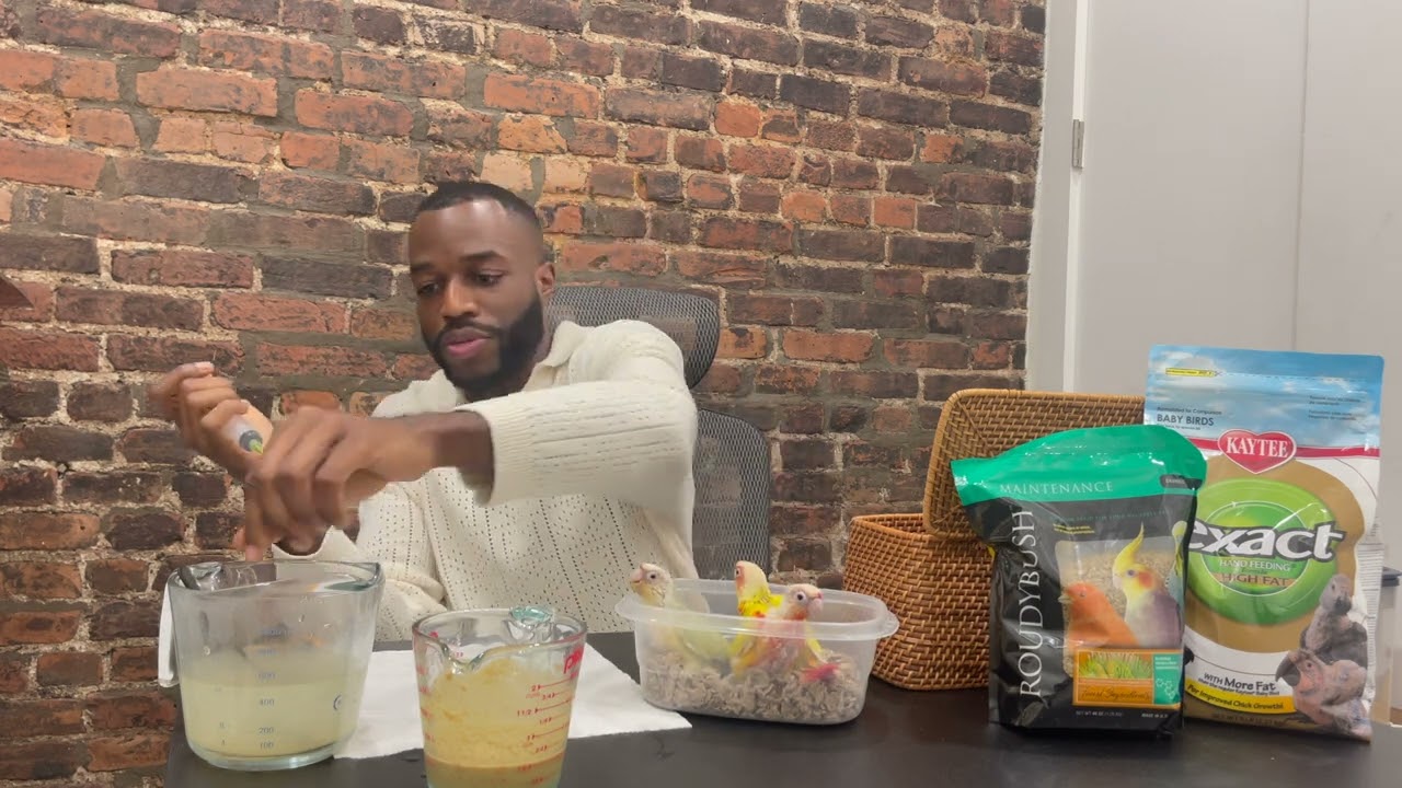 Handfeeding Green Cheek Conures (Suncheeks & Mooncheeks)