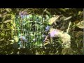 Golden Swallowtail Student Harp Music by Kathryn Cater