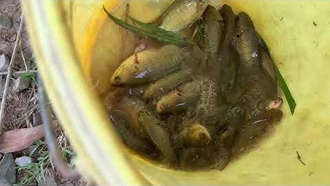 Câu cá rô đồng về kho tiêu thì hết sẩy nhe mọi người... #Shorts