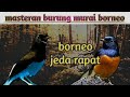 masteran suara burung murai borneo (terbaru)