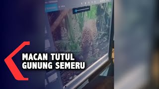 Keberadaan Macan Tutul Di Gunung Semeru Terekam Kamera