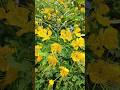 Summer Sunshine Blooms #brightbeauty #shortsfeed #nature #shorts