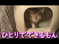 ついに出来た‼保護子猫初めてのトイレ