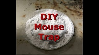 How to get rid of rats and mice in home for less than $1.00