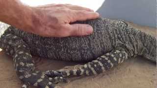 Lace Monitor pet