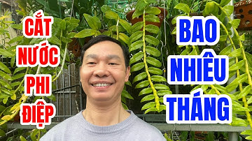 Vì Sao Phải Cắt Nước, Thời Điểm Cắt Nước, Cách Cắt Nước Cho Phi Điệp Đúng Cách.