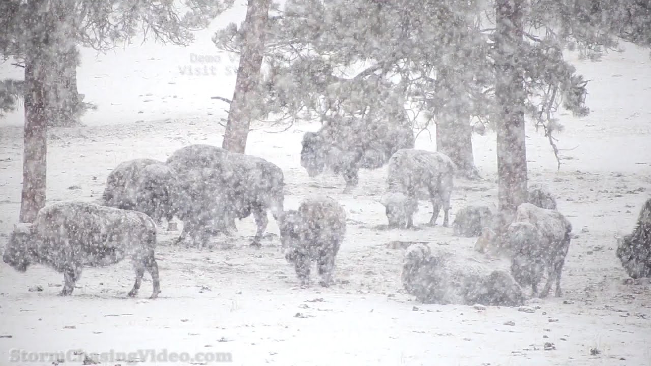Heavy Snow Falling In  Genesee Park, CO - 3/4/2021