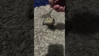 Bearded Dragon Boss Fight Epic