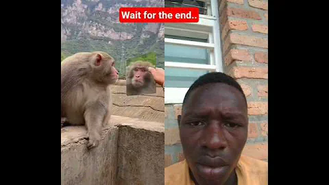 monkey in mirror #monkey #funny #duet #shorts #fyp #viralshorts