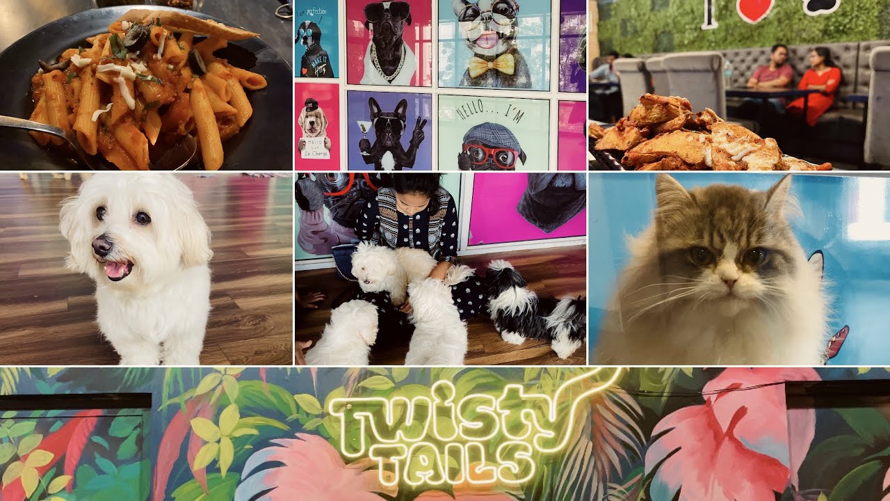 Pet Themed Restaurant in Chennai | Twisty Tails | Had fun playing with Puppies & Kittens