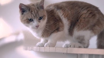 Wickes Project Possible Timber Documentary