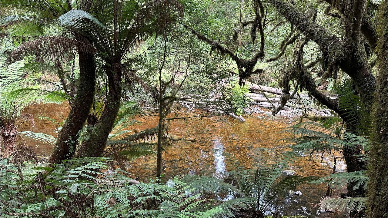 W. coast of Tasmania has some wonderful forest walks - this one along an overgrown railway track