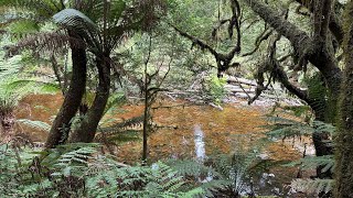 W. coast of Tasmania has some wonderful forest walks - this one along an overgrown railway track