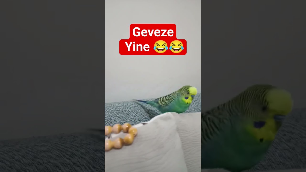 Yine Enerji Patlaması Yaşıyoruz 😂 #muhabbetkuşufıstık #birds #muhabbetkuslari #muhabbetkuşu #parrot