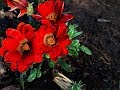 Cuidados de la Gazania / Gazanias