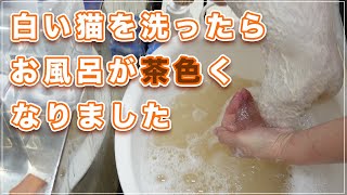 【マディちゃん】白いデボンを洗ったらお風呂が茶色くなりましたみーちゃん先生のテクニックで嫌々ちゃんが大人しくなる謎【デボンレックス】