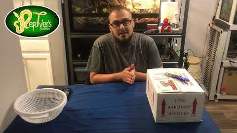 FireBall Reptiles UnBoxing - Meet Belle! #reptiles #ballpython