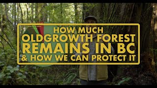 How much old growth is really left in BC?  Let's break it down!