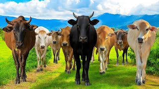 Download Lagu Puluhan sapi berjalan menuju padang rumput hijau, Suara Sapi Moo, Aktivitas sapi lucu di ladang MP3 Download Lagu Puluhan sapi berjalan menuju padang rumput hijau, Suara Sapi Moo, Aktivitas sapi lucu di ladang MP3