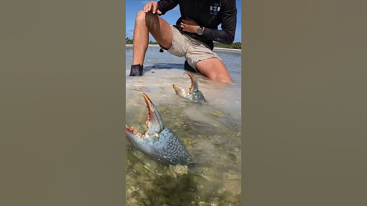 GIANT MUDCRAB! Barehanded Catch