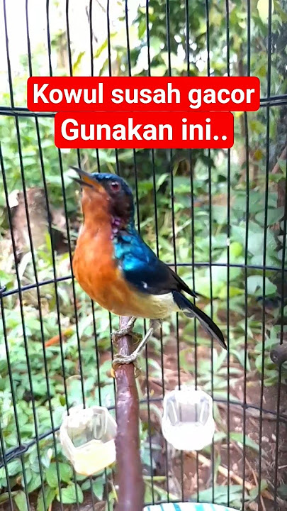 kolibri wulung gacor #kowulgacor