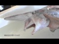悪鬼が泳ぐ!ゴブリンシャーク映像記録 - The picture record of the goblin shark