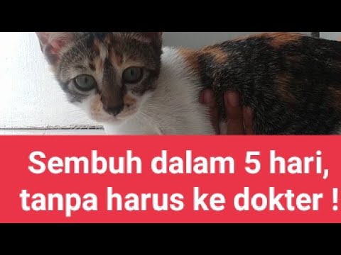 Video: Cara Mengusir Bau Urine Kucing dari Karpet