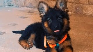 جراوي جيرمن شيبرد للبيع بارخص الاسعار | German shepherd puppy