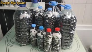 видео: Как сушить черные оливки ❗Как их подсластить ❗ Все в этом видео ‼️ картинка: Как сушить черные оливки ❗Как их подсластить ❗ Все в этом видео ‼️
