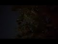 DMSSH Christmas Fairy Tree in Santa Monica 12.11.25