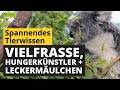 Welche Tiere Fressen Am Meisten Welche Tiere Fressen Am Wenigsten Tier Doku Für Kinder Welche Tiere Fressen Am Meisten Welche Tiere Fressen Am Wenigsten Tier Doku Für Kinder