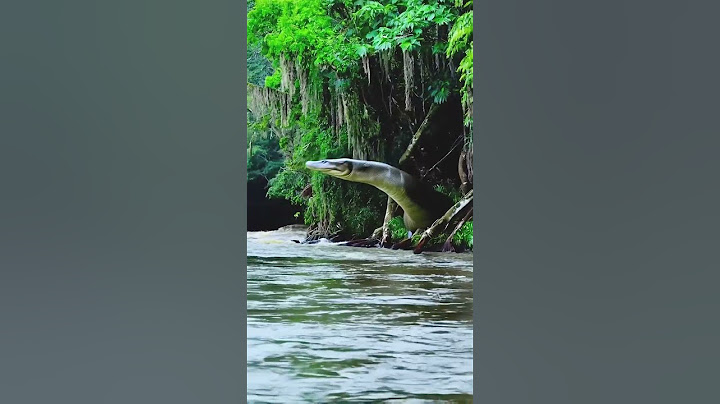sucuri impressionante na mata #viral #amazonia #sucuri #cobra #natureza #gigante #youtubeshorts
