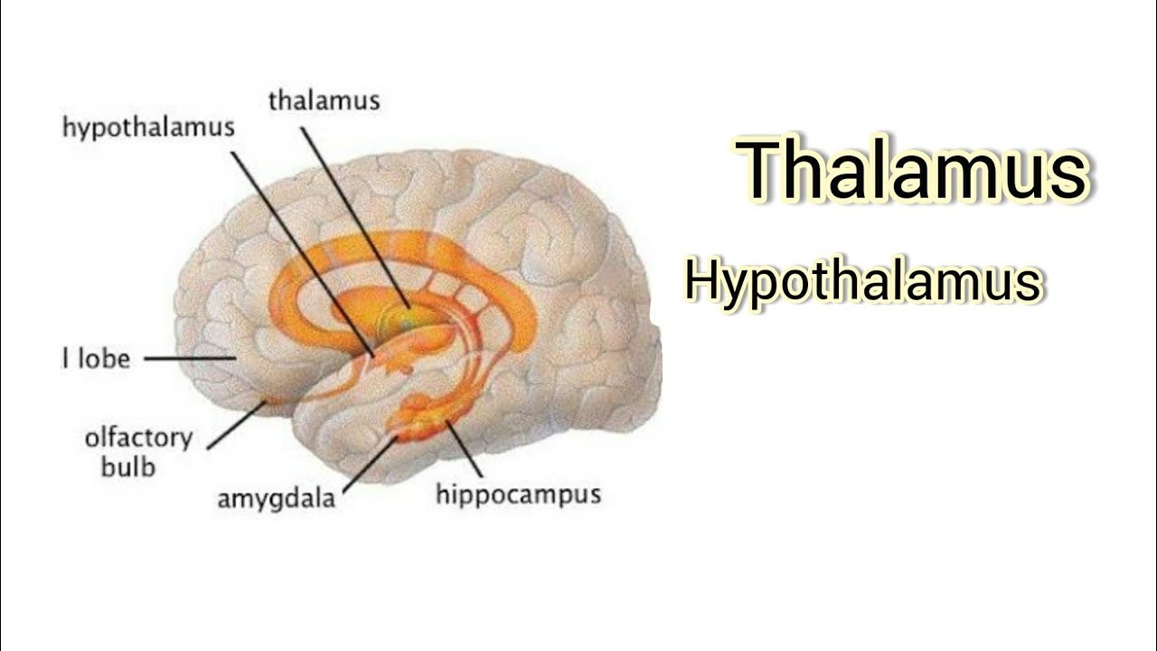 Thalamus Vs Hypothalamus Youtube