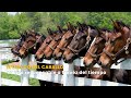 El legado del caballo y su uso responsable a travéz del tiempo - TvAgro por Juan Gonzalo Angel