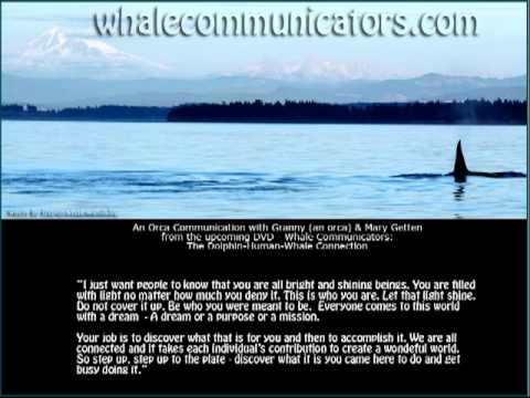Whale Communicators - Shine Your Light