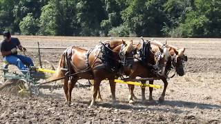 Heartland Teamsters - Horse and Mule Plowing Demo, Pinckneyville, IL - 2017.08.19