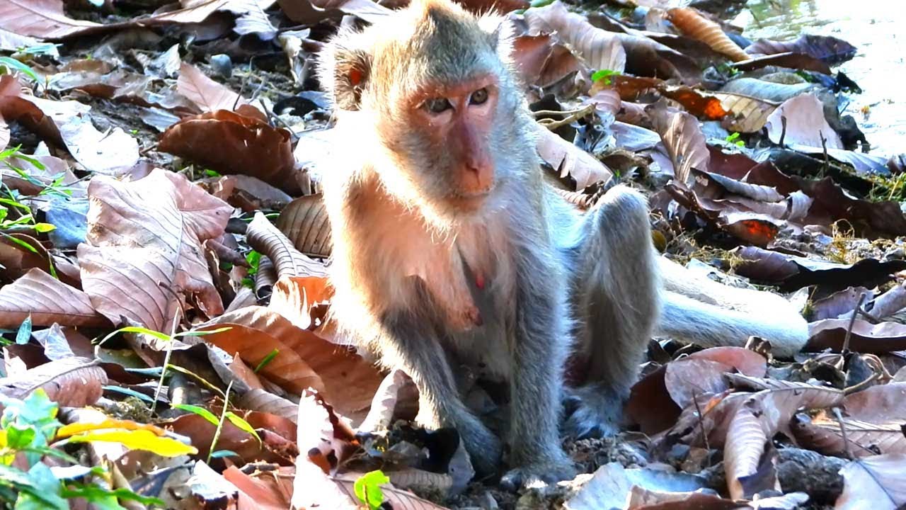 Real Life of Mother Monkey Jade Calmly Foraging by the Pond