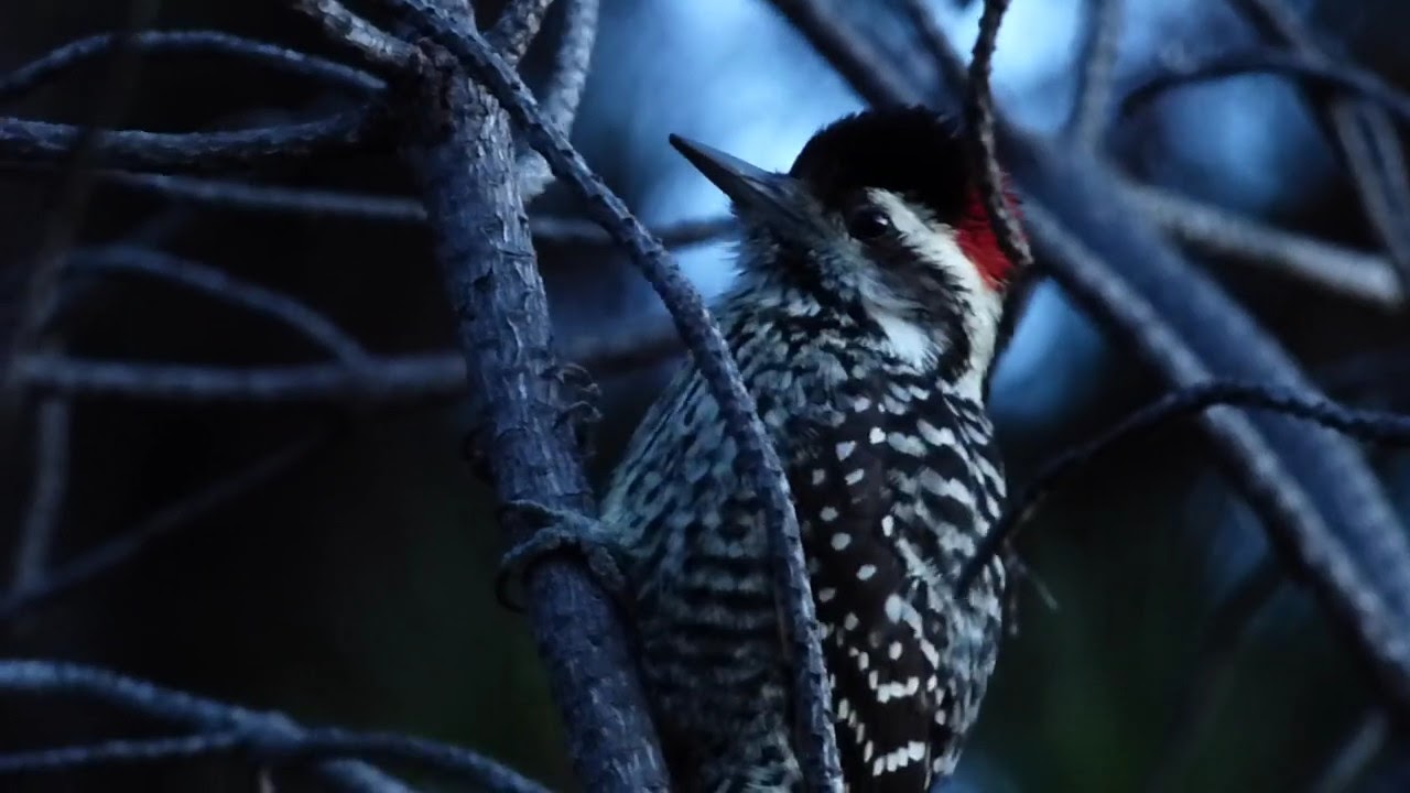 Carpinterito / Striped Woodpecker (veniliornis lignarius)