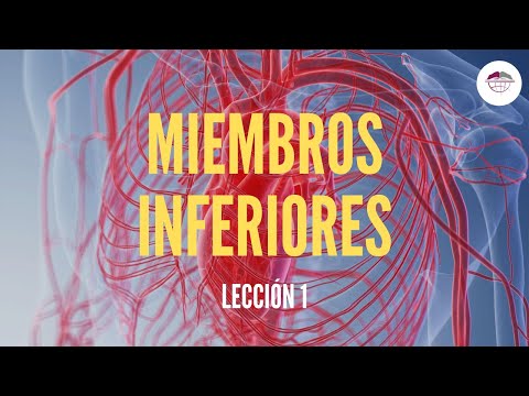 Vídeo: Anatomía, Función Y Diagrama De La Vena Safena Menor - Mapas Corporales