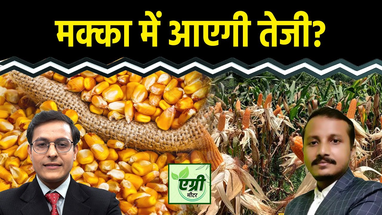 Commodity Market : Maize की कैसी है घरेलू और एक्सपोर्ट डिमांड? Trading | Agri Commodity | NCDEX