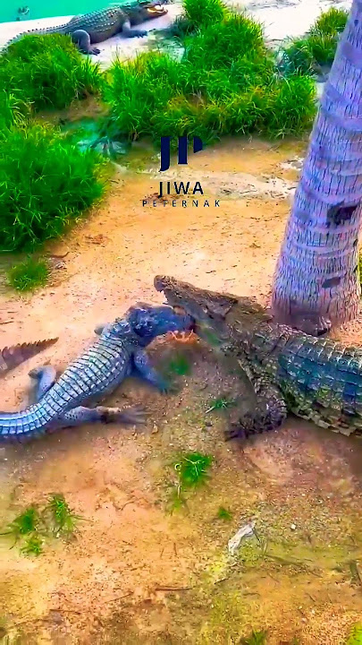 BAGAIMANA BUAYA KAWIN #crocodile #buaya #animals