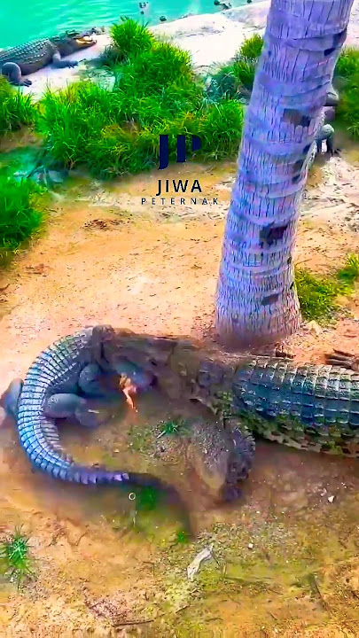BAGAIMANA BUAYA KAWIN #crocodile #buaya #animals