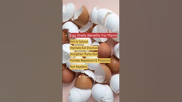 Benefits of egg shells| Calcium rich fertilizer for plants#shortsfeed #youtubeshorts#eggbenefits