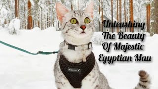 Egyptian Mau Cats: The Most Mysterious Felines of Egypt